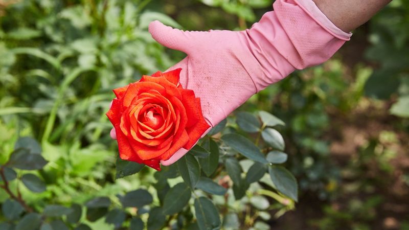 ręka w różowej rękawiczce trzyma różę za główkę