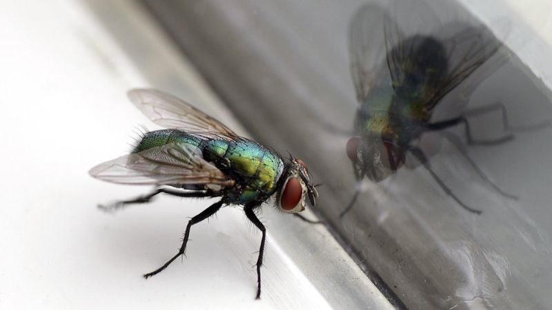 jak odstraszyć muchy