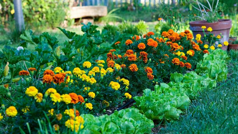 Aksamitki w ogrodzie chronią uprawy przed mszycami, mrówkami i ślimakami