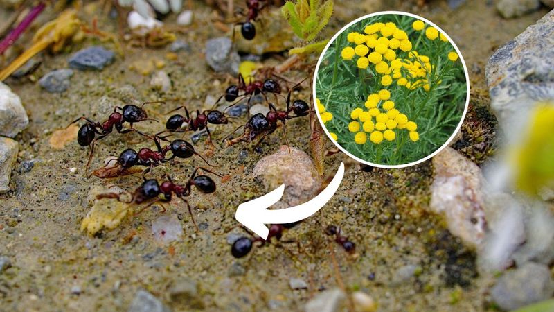 oprysk na mrówki - mrówki na ziemi i ziele wrotyczu