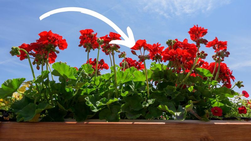 Ta informacja o pelargoniach mi wystarczyła. Nie sadzę już ich na balkonach