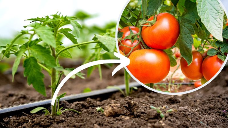 Pierwszy nawóz, jaki powinny dostać pomidory po posadzeniu do gruntu