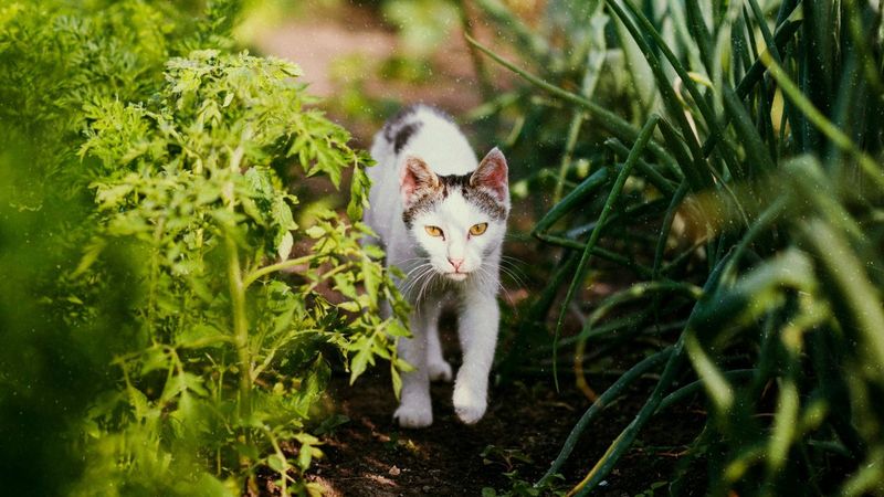 sposób na kota w ogrodzie