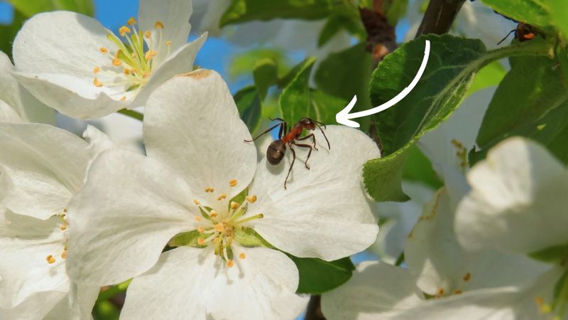 sposób na mrówki na drzewach owocowych