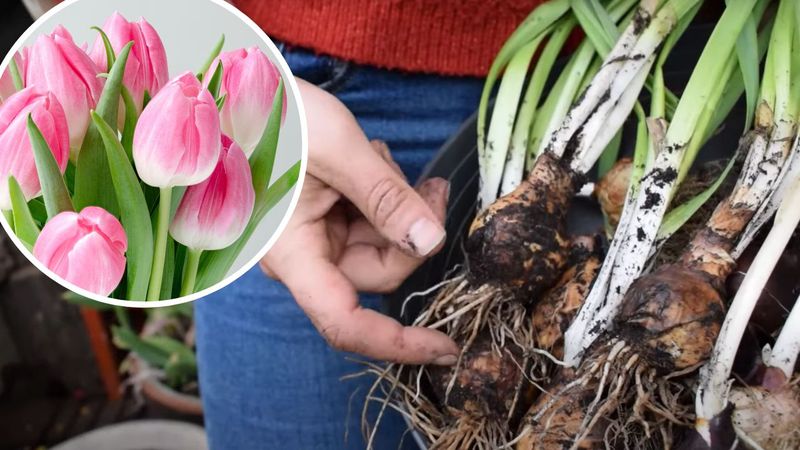 Wyrzucać tulipany po przekwitnięciu? Ta prosta czynność daje drugie życie cebulkom
