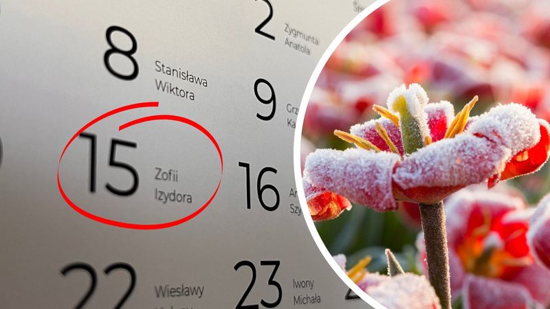 zimni ogrodnicy i zimna zośka - kalendarz z datą 15 maja i zmarznięte kwiaty