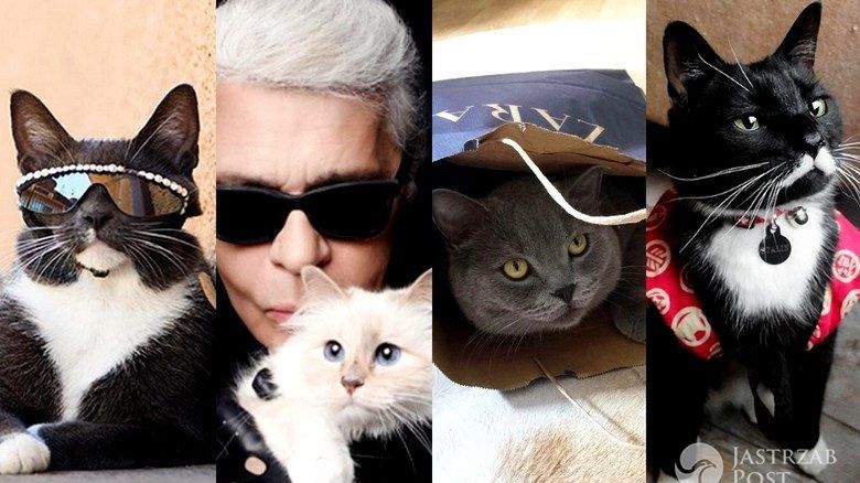 Najbardziej stylowe koty na Instagramie