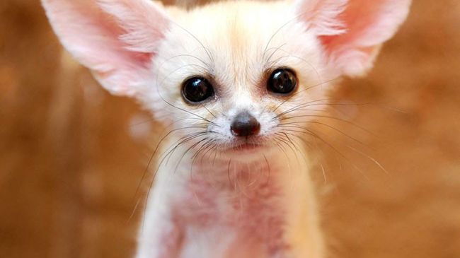 28 malutkich zwierzątek, które są tak urocze, że doprowadzą Cię do szaleństwa!