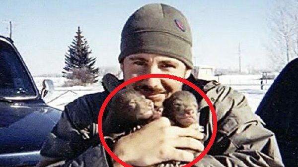 Mężczyzna znalazł dwa małe niedźwiadki obok ich zmarłej matki.