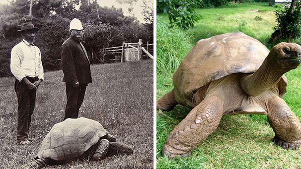 Ten żółw żyje już 182 lata! Będziesz zdumiony jego zdjęciem z 1902 roku.