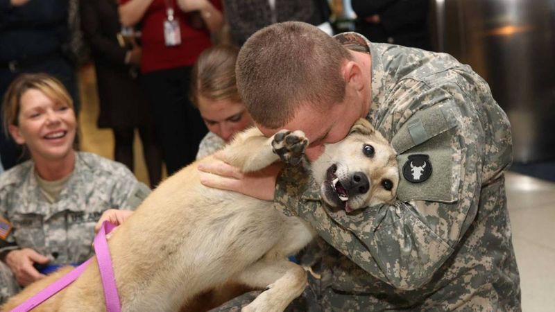 Żołnierze witani przez swoje psy. Wzruszające!