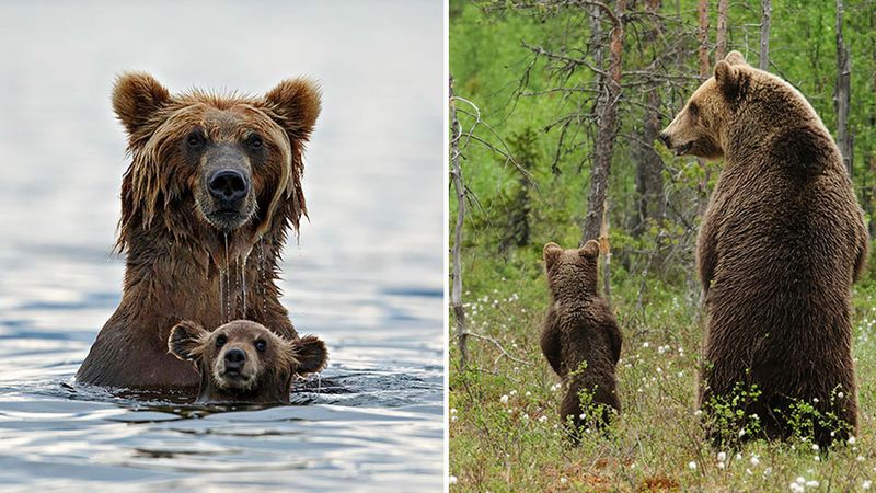 Wielkie niedźwiedzie uczą swoje dzieci, jak się zachowywać. Urocze!