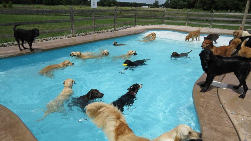 Tak wygląda psia impreza w basenie (!) organizowana przez psie przedszkole.