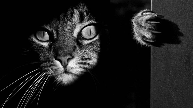Tajemnicze życie kotów uchwycone w niezwykłych czarno-białych fotografiach
