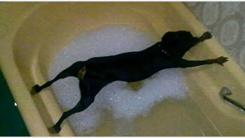 Te psy nienawidzą się kąpać. Będziesz pękać ze śmiechu, gdy to zobaczysz!