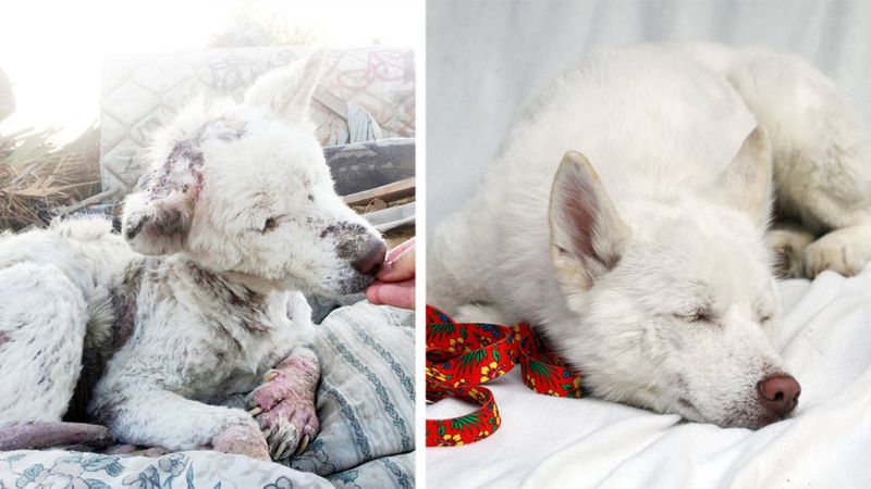 16 zdjęć uratowanych psów „przed i po”. Jak można tak skrzywdzić zwierzę?!