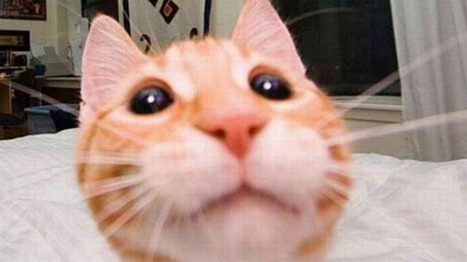 20 kotów, które też chciały zrobić sobie „Selfie”.