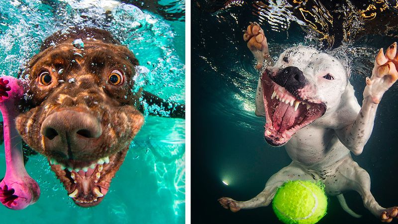 34 niezwykłe zdjęcia psiaków wykonanych pod wodą