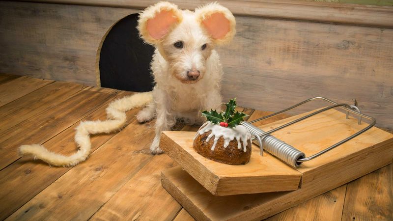 Co roku w Święta przez 20 lat, ten fotograf przebiera swojego psa za różne zwierzęta. Uśmiałam się!