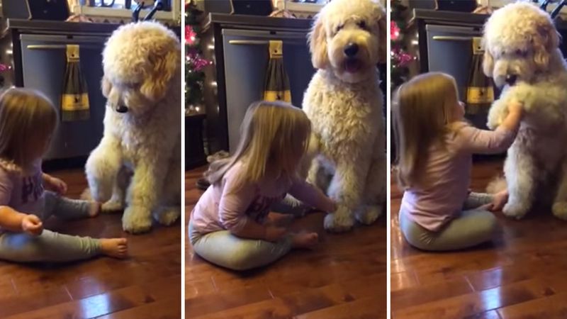 3-letnia dziewczynka prosi swojego psa o podanie łapy. Jego słodka reakcja rozbawi Cię do łez!