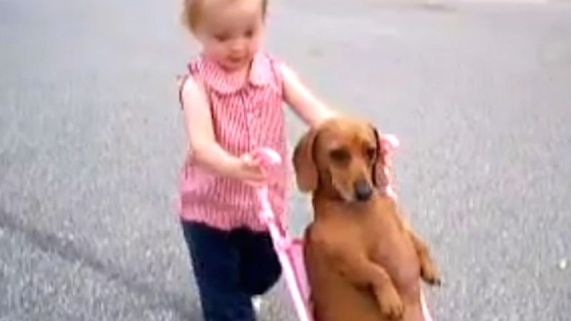 Jej pies wszedł na wózek. Ale to, co ta dziewczynka zrobiła z nim później… Umarłam ze śmiechu!
