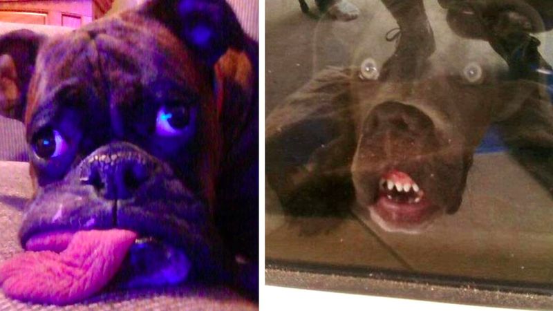 22 zabawne psie miny, które sprawią, że pękniesz ze śmiechu
