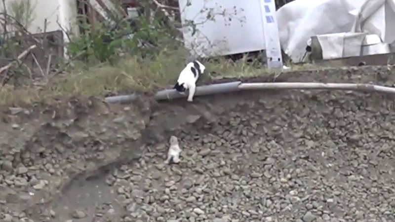 Mały kotek spada ze skarpy, a zrozpaczona mama od razu rozpoczyna akcję ratunkową