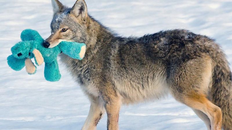 Ten kojot to doskonały dowód na to, że nawet najdziksze zwierzę ma swoją drugą stronę