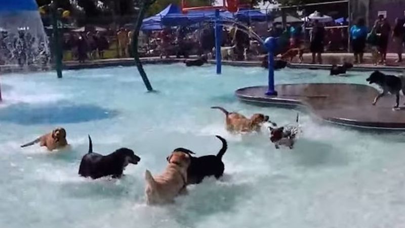 Impreza basenowa psów – prawdziwy raj w upalny dzień