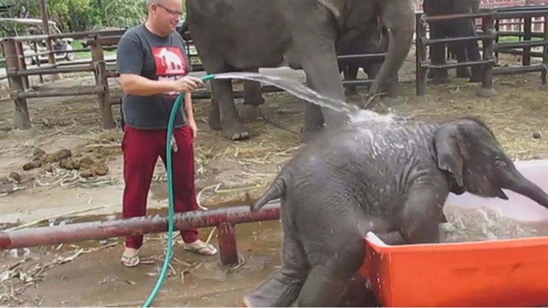 To małe słoniątko nie do końca rozumie na czym polega kąpiel. To, co robi w tej wannie jest urocze.