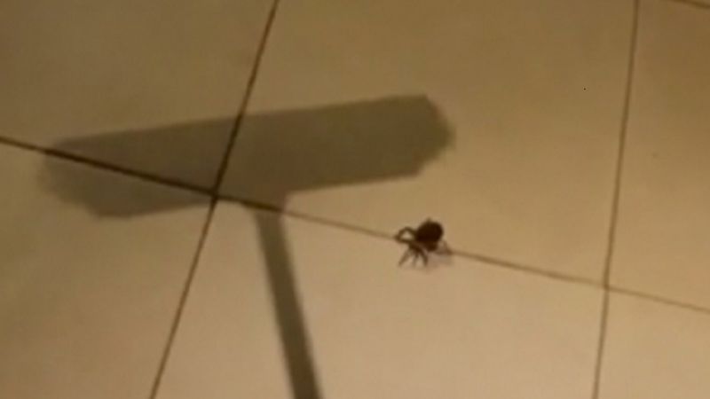 Chwyta miotłę i zabija nią pająka. W 6 sekundzie ma ochotę uciec, gdzie pieprz rośnie