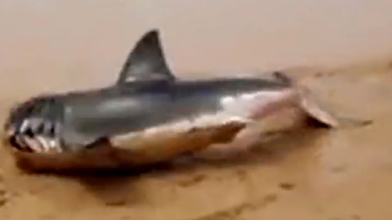 Ten biały rekin leżał na wybrzeżu plaży. Mężczyzna złapał go za płetwę, ryzykując własnym życiem!