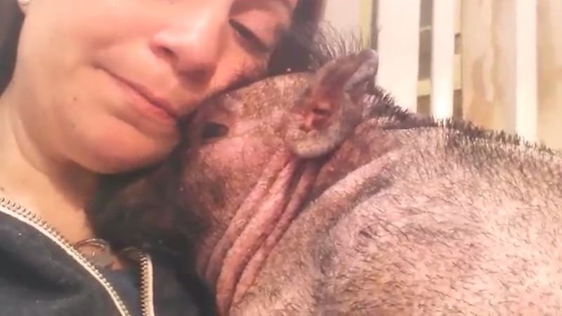 Niewidoma świnka była przerażona wizytą w szpitalu. Opiekunka nie mogła znieść jej cierpienia