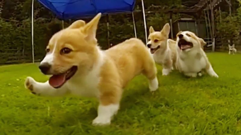 3 szczeniaki rasy corgi, które swoim zachowaniem podbijają serca. 3 minuty niezłego ubawu!