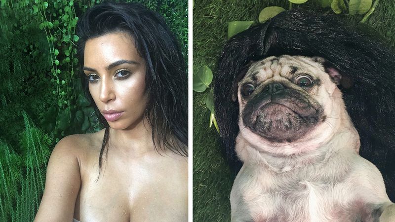 Ten słodki mops odtwarza seksowne selfie Kim Kardashian. Internauci nie mogą odgadnąć kto jest kim!