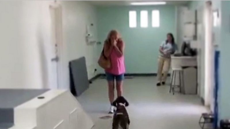 Odbierała od weterynarza swojego sparaliżowanego psa. Nie spodziewała się, że spotka ją coś takiego!