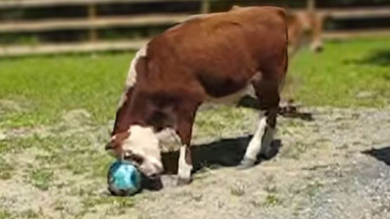 Wiedziałeś, że krowy są wyjątkowo inteligentnymi zwierzętami? Zobacz filmik i przekonaj się sam!