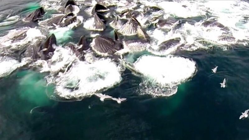 Krążący nad wodami Alaski dron zarejestrował niesamowite i rzadkie zjawisko