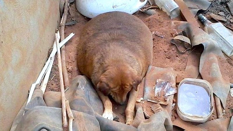 Bezdomny pies przez 13 lat leżał przy drodze. Przechodnie traktowali go jak rozrywkę