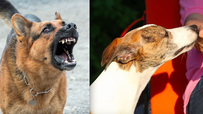 Czasami wydaje się, że psy mają szósty zmysł. Czy one naprawdę posiadają niewytłumaczalne moce?