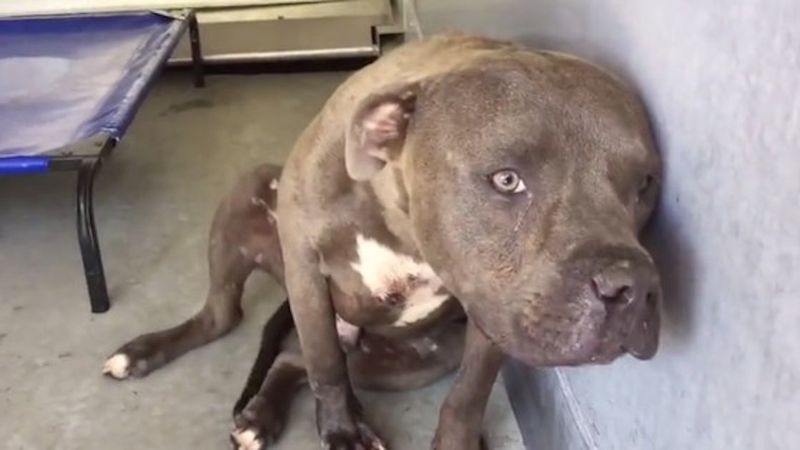 Ten walczący na ulicach pitbull został złapany. Jego reakcja rozczuli największego twardziela.