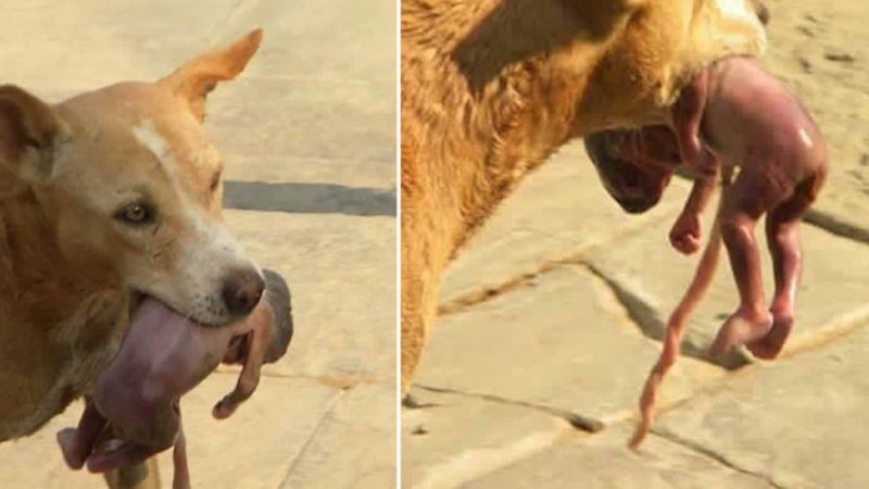 Kiedy zobaczysz, co ten bezpański pies zrobił ze znalezionym noworodkiem przeszyją Cię dreszcze