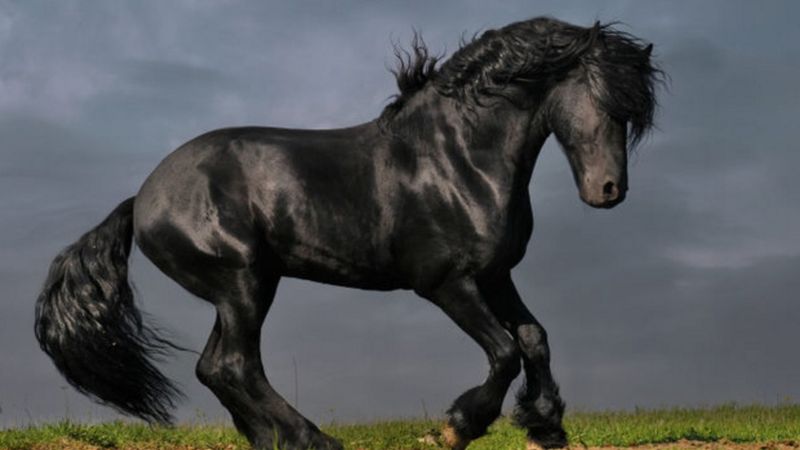 13 ras koni, które wyglądają tak pięknie, że aż ciężko uwierzyć, że są prawdziwe