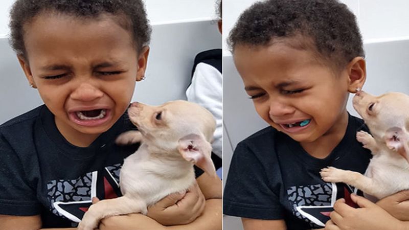 Mały chłopiec wziął na ręce psa i wybuchnął płaczem. Nie mógł powstrzymać wzruszenia