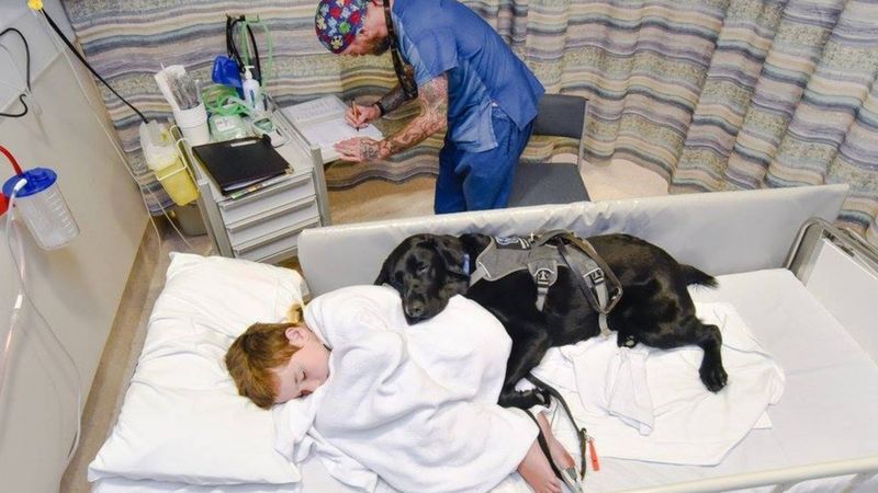 Wierny pies nie pozwolił swojemu przyjacielowi pójść do szpitala samemu. Nie odstąpił go na krok