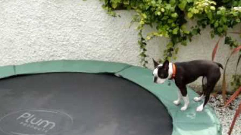 Szczeniak wskakuje na trampolinę i nie mając pojęcia jak ona działa, zaczyna na niej skakać