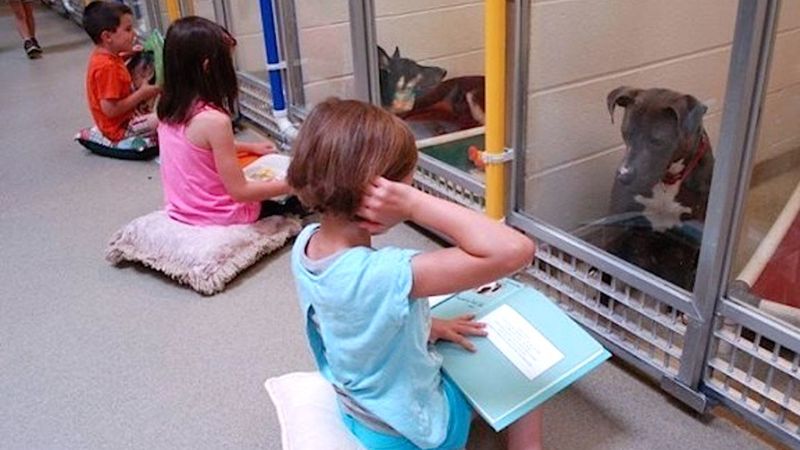 Dziewczynka usiadła na ziemi przed zamkniętym pitbullem. Nie uwierzysz, co zaczęła mu czytać…