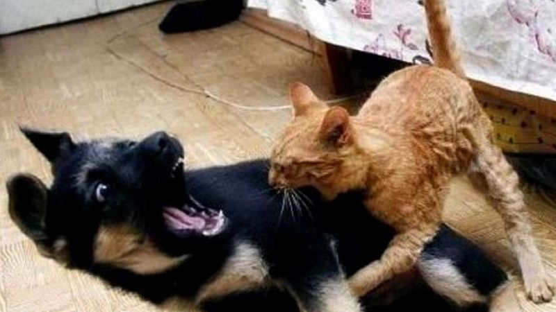 Ukryta kamera pokazuje, jak naprawdę wygląda życie psa z kotem oraz kto z nich rządzi w domu