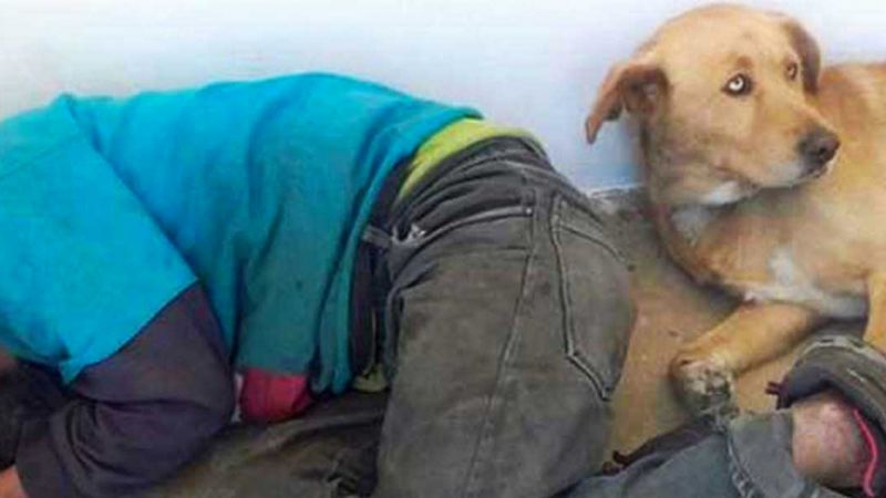 Gdy bezdomny zmarł, pies nie chciał opuścić go na krok. Ich zdjęcie obiegło cały świat
