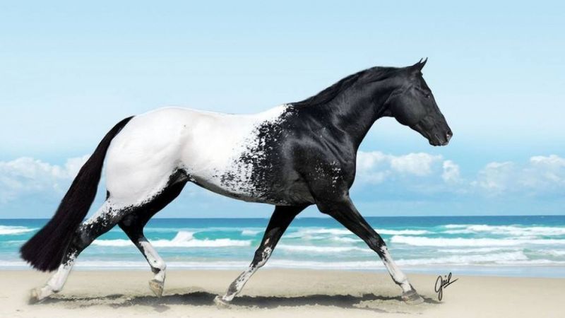 16 cudownych fotografii, ukazujących piękno i klasę koni. Wspaniałe zwierzęta!